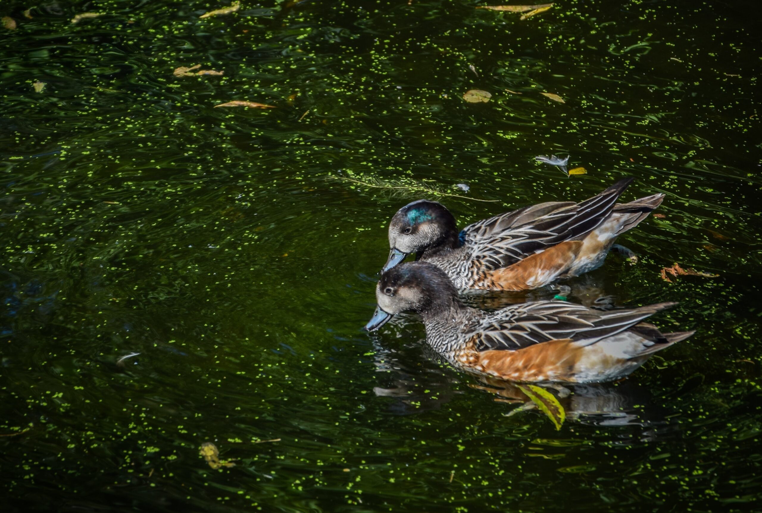 widgeon-unsplash